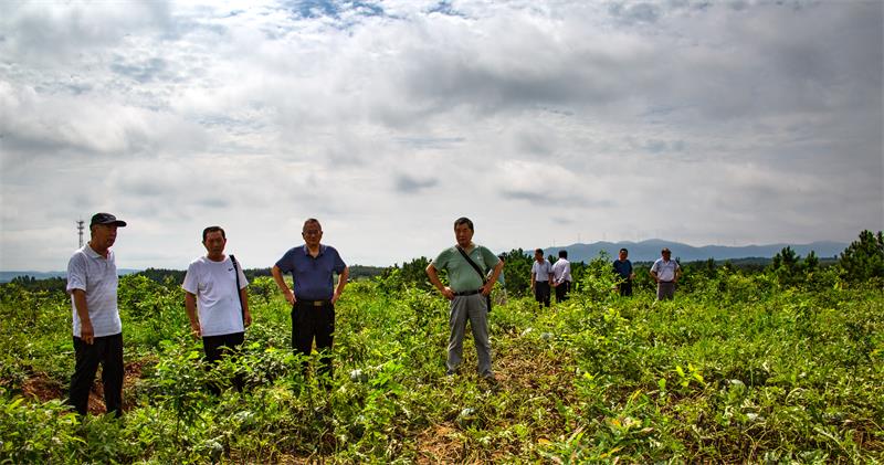 1、在孤山林场国储林基地麻栎新造林山场调研.jpg
