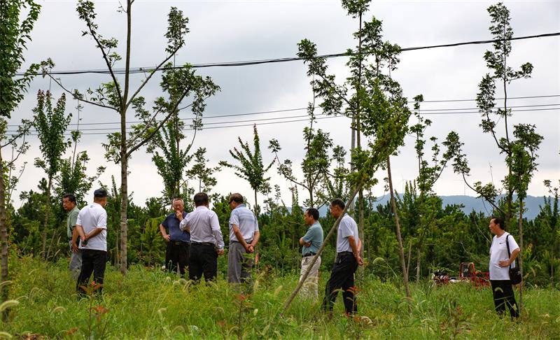 3、在瓦山林场国储林基地薄壳山核桃、三角枫大苗新造林山场调研.jpg