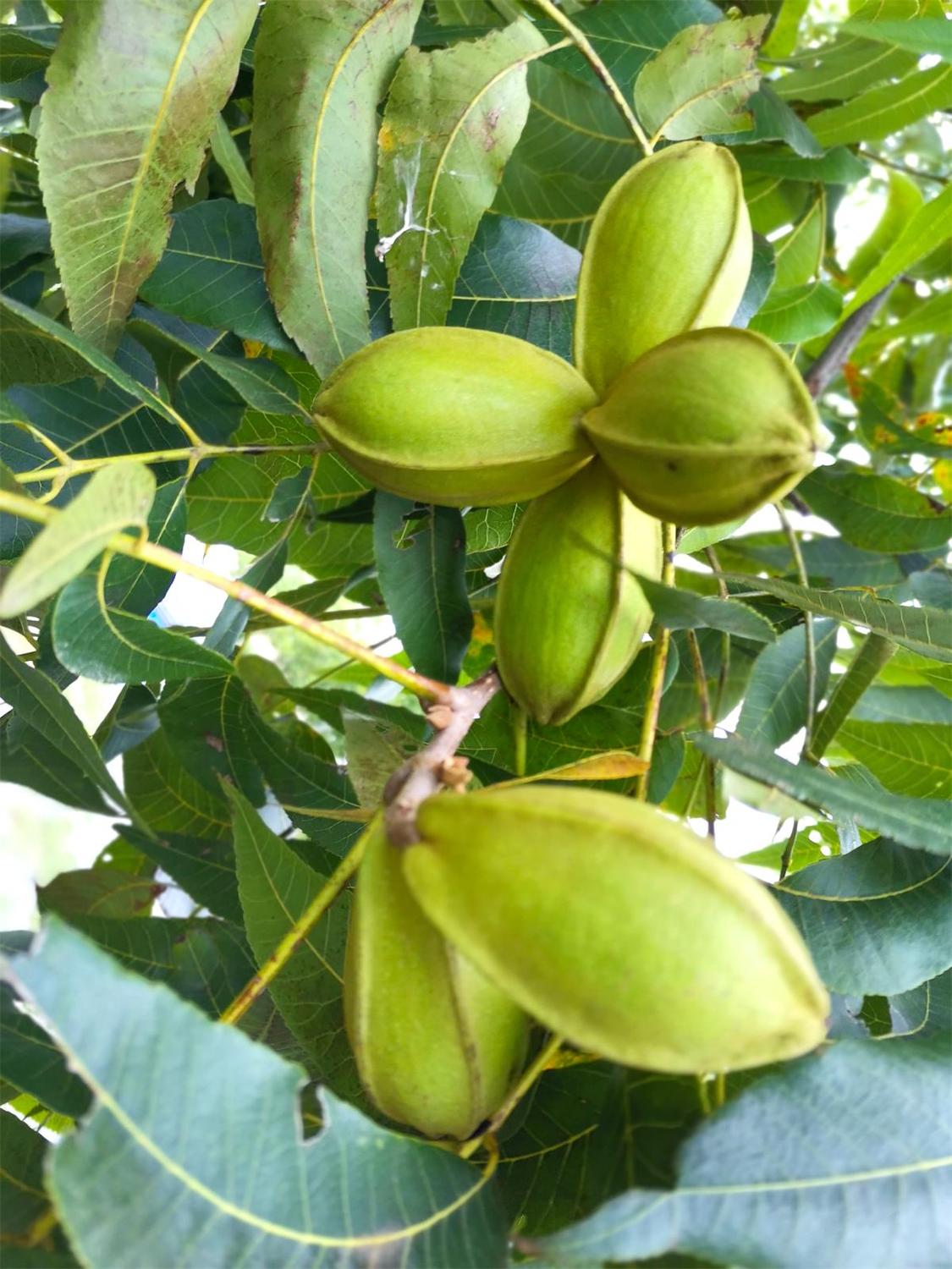 全椒县老科协林业小组调研薄壳山核桃产业助力乡村振兴